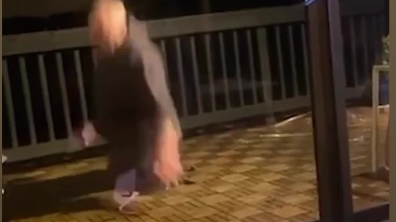 funny videos