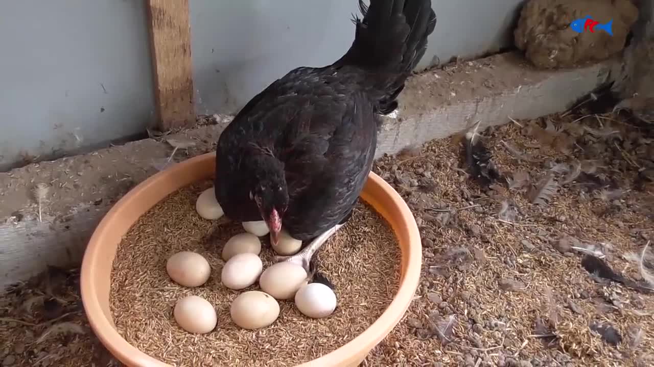 Amazing BORN "MURGI" Hatching Eggs in chaff to Chicks Born - Crazy Hen Harvesting Eggs to chiicks-11