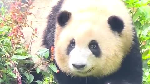 The lovely giant panda