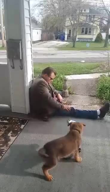 Virgil german shepherd!