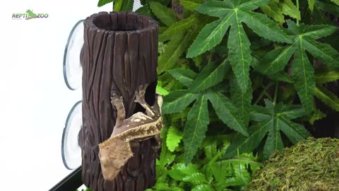 Custom Reptile Habitats | Reptizoo.store