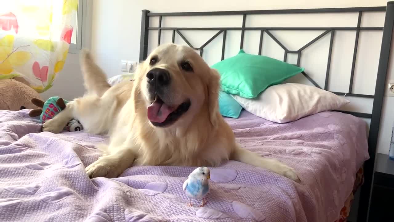 Golden Retriever Dog Plays with Budgie for the First Time