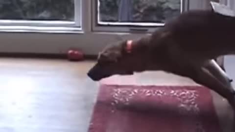 Trust me, You'll LAUGH with the FUNNIEST DOGS - FUNNY DOG Videos