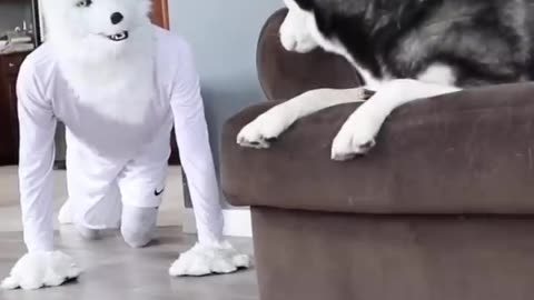 Husky Pranked By Wolf Mask!