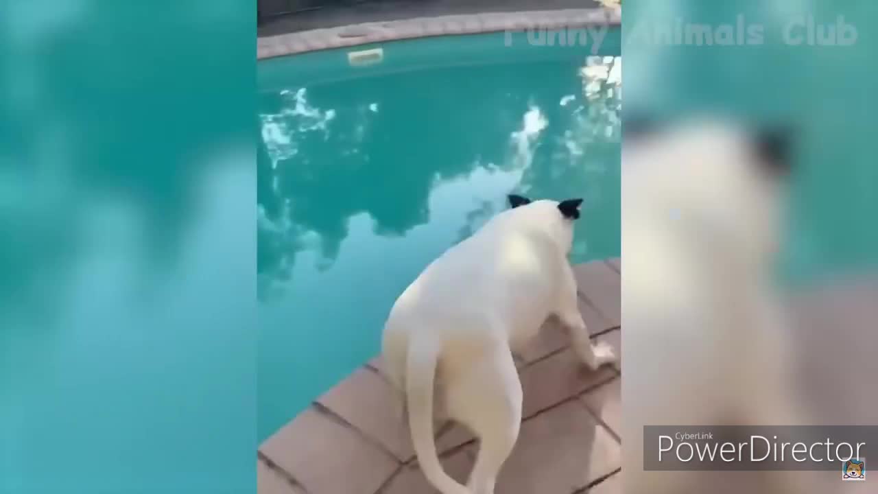 diving dog