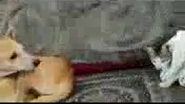 Funny animal dog vs cat funny fighter