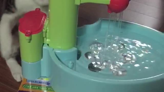 A cat interested in water in a sink toy.