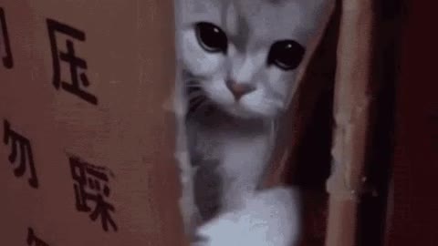 Cute Cat Gif