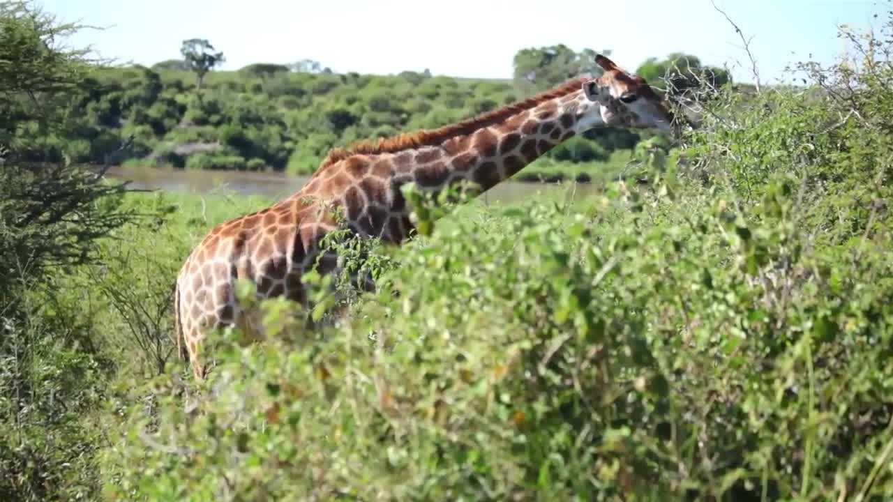 Giraffes 101 | Nat Geo Wild