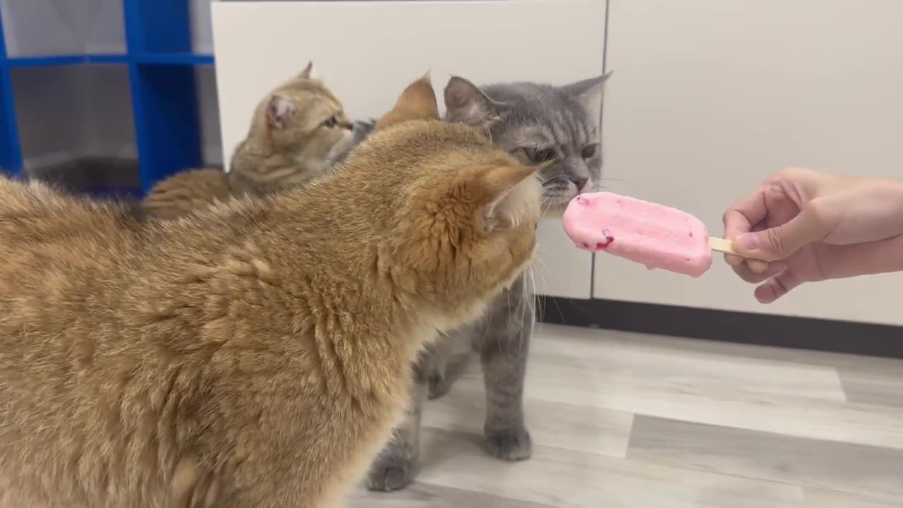 Giving ice cream to a cat🤣🤣