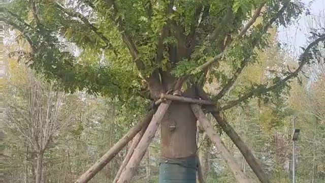The tree has a lot of leaves