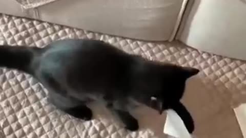 Funny cat video