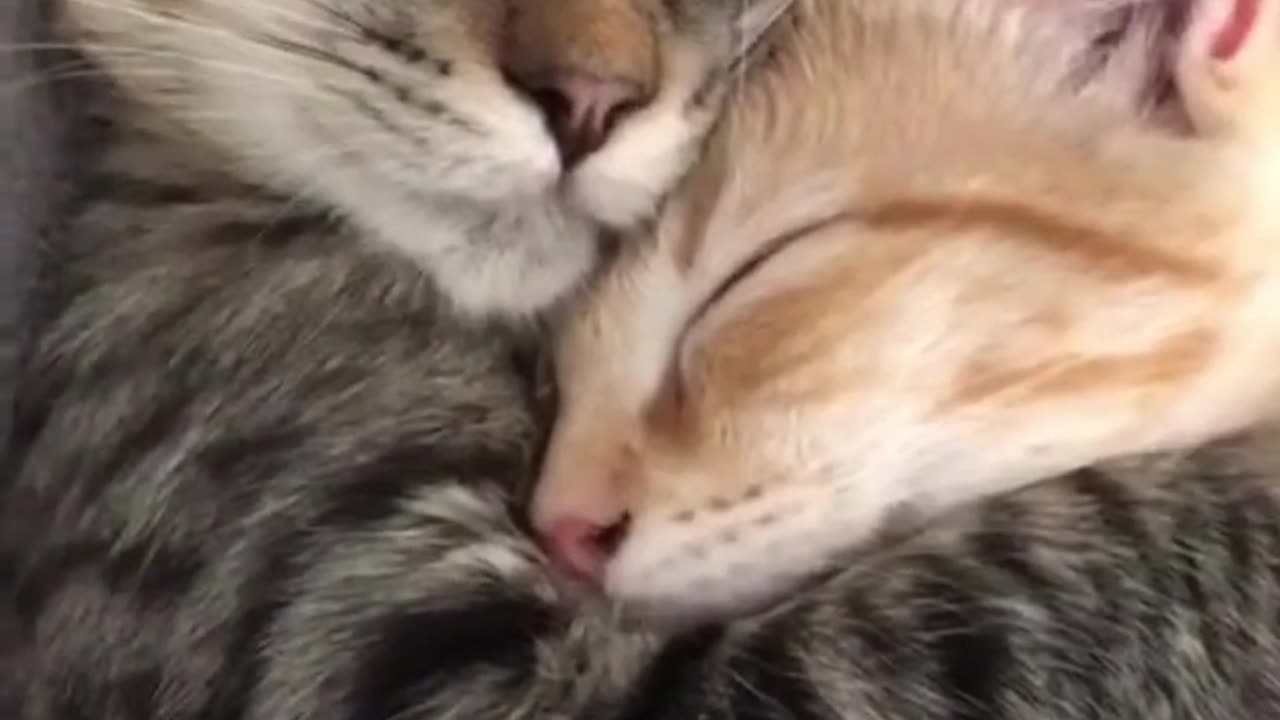 See how cats love each other|| cat love