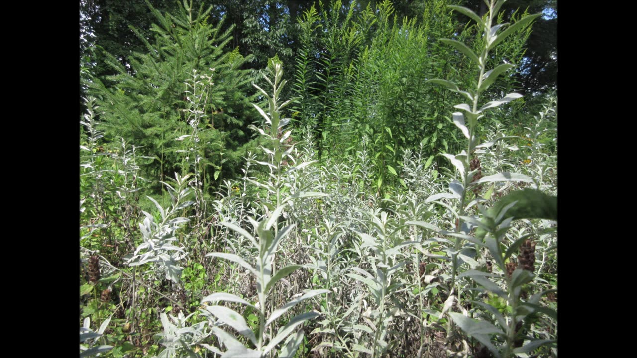 Soft and Fragrant Prairie Sage Aug 2022