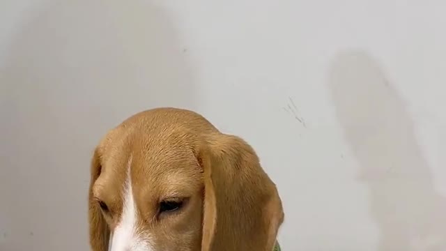 Puppy Nightmare on First day on the job