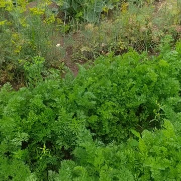 Vegetables with chicken manure, no chemicals from the store.