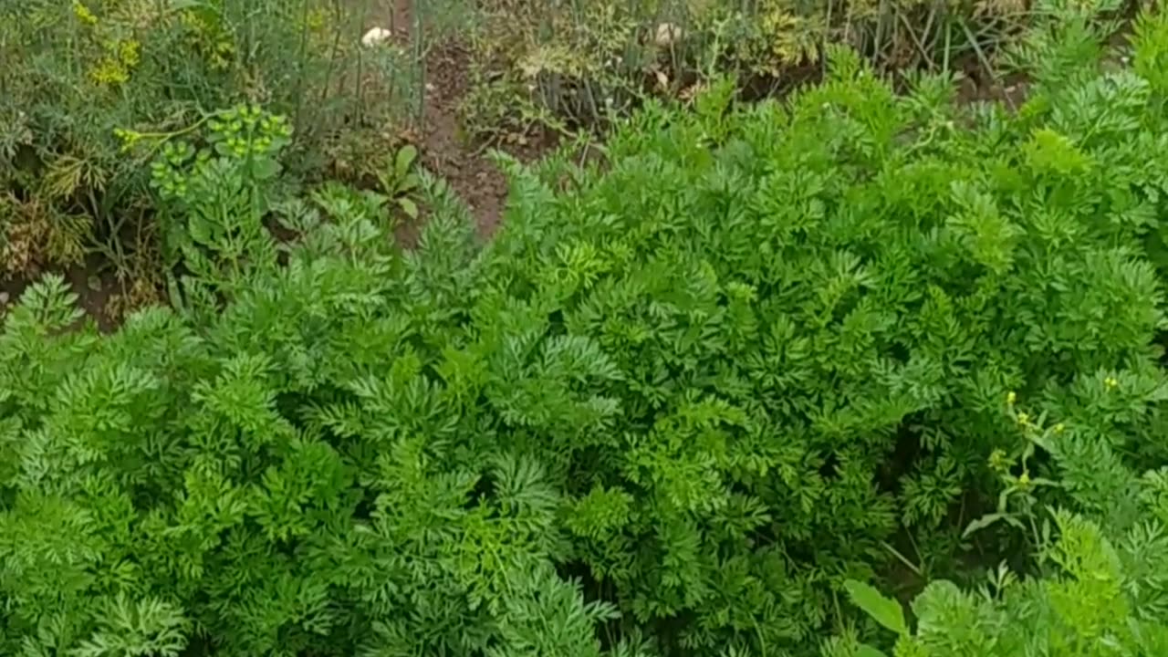 Vegetables with chicken manure, no chemicals from the store.