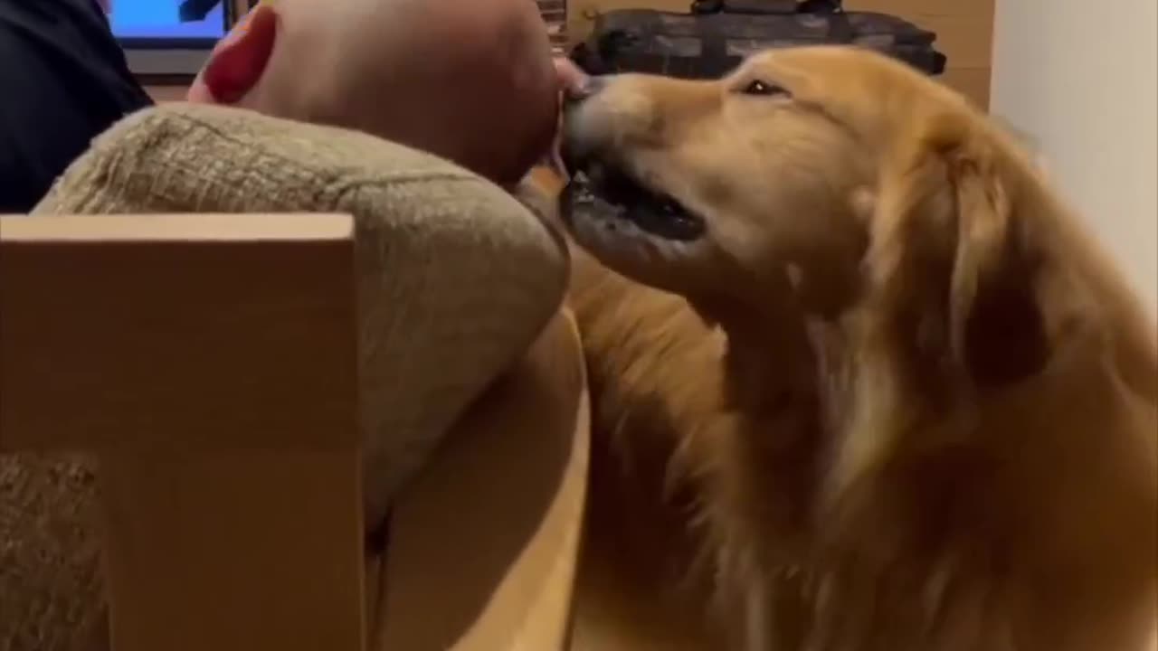 Dog couldn't resist this guy's bald head🤣💀