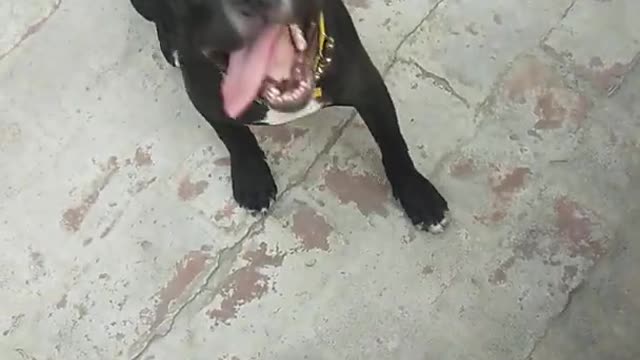 Shaggy The Bully Training Video #Puppy Training.