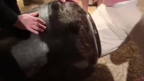 Conor got stuck in a pot at a wedding.