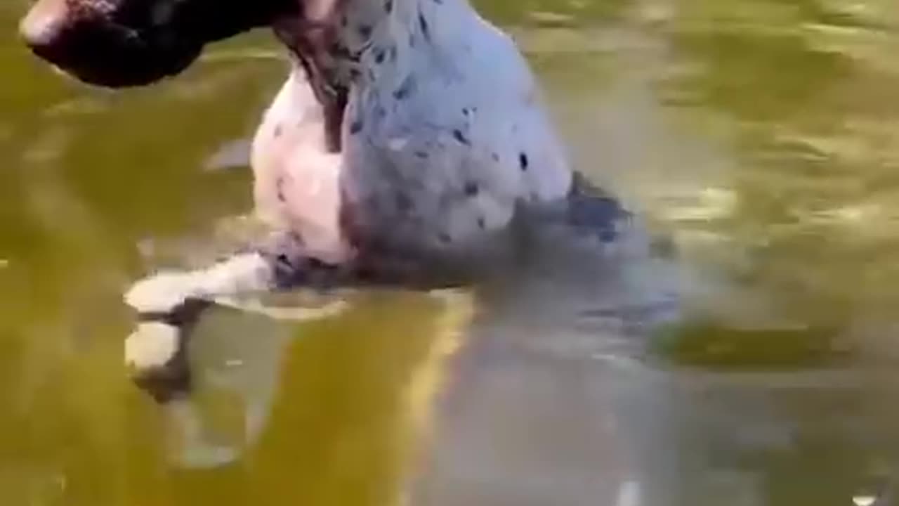 Funny animals Funny dog 😁 😂 😀