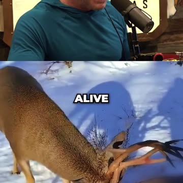 The Luckiest Deer In The World ft. Joe Rogan