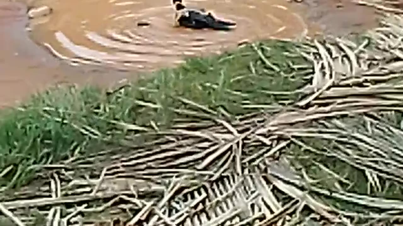 Beautiful duck in water - Animal life