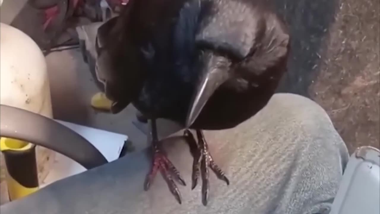 Adorable Crow Demands for more pets with Brush!