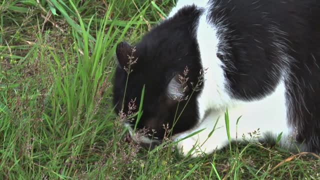 Cat Eating a Mouse in the Grass