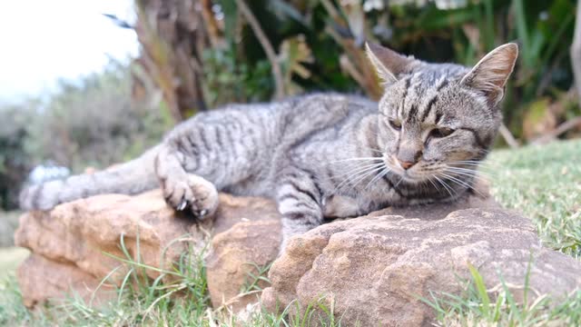 Petit chat sauvage asiatique