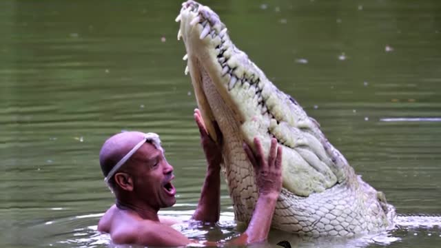 Pet Crocodile . would you have the courage