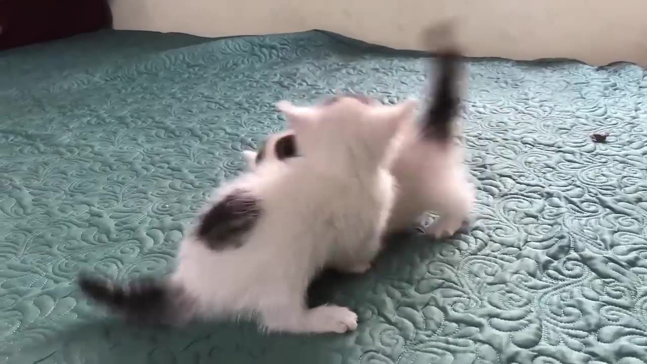 cute kittens