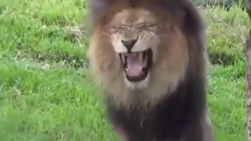 Funny pranks on dog's with fake Lion and Fake Tiger Hilarious.....😂😂[MUST WATCH]