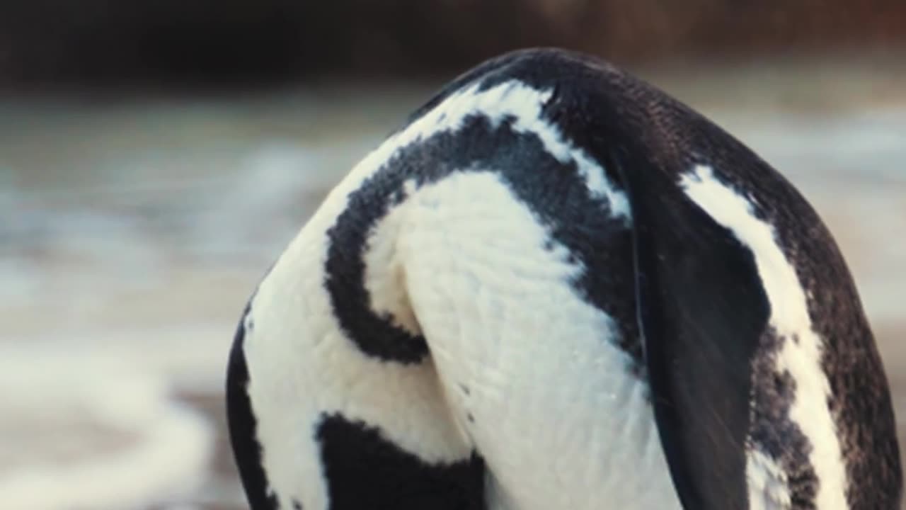 Video of an African Penguin