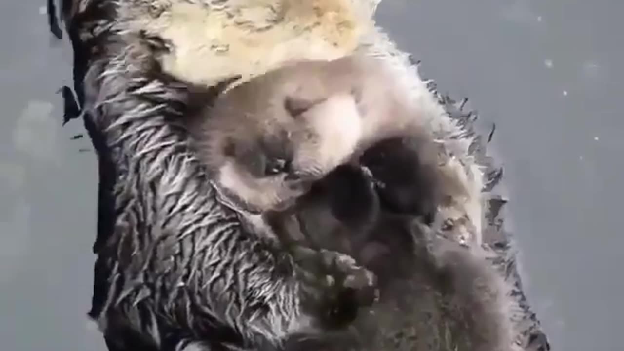 Mother and Baby Sea Otter