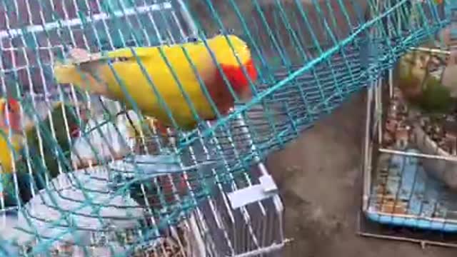 Funny Pets And Animal Compilation #parrot VCD3#shorts #dog #cat #rabbit #bird videos tiktoks