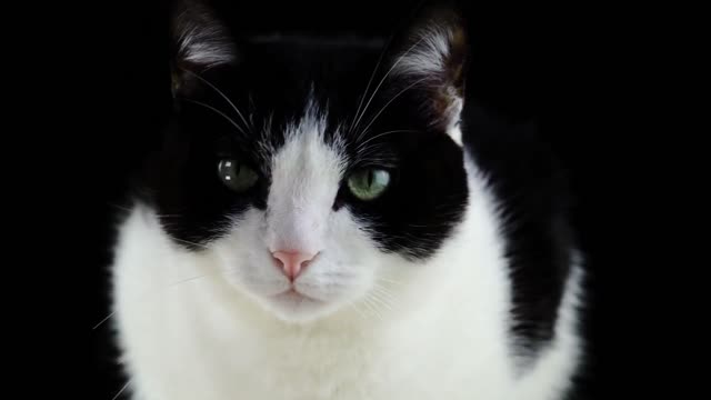 CUTEST CATS VIDEOS