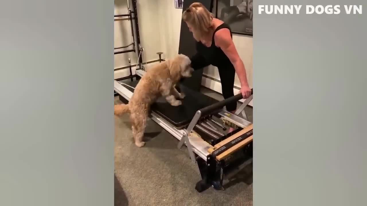 Funny video Dog