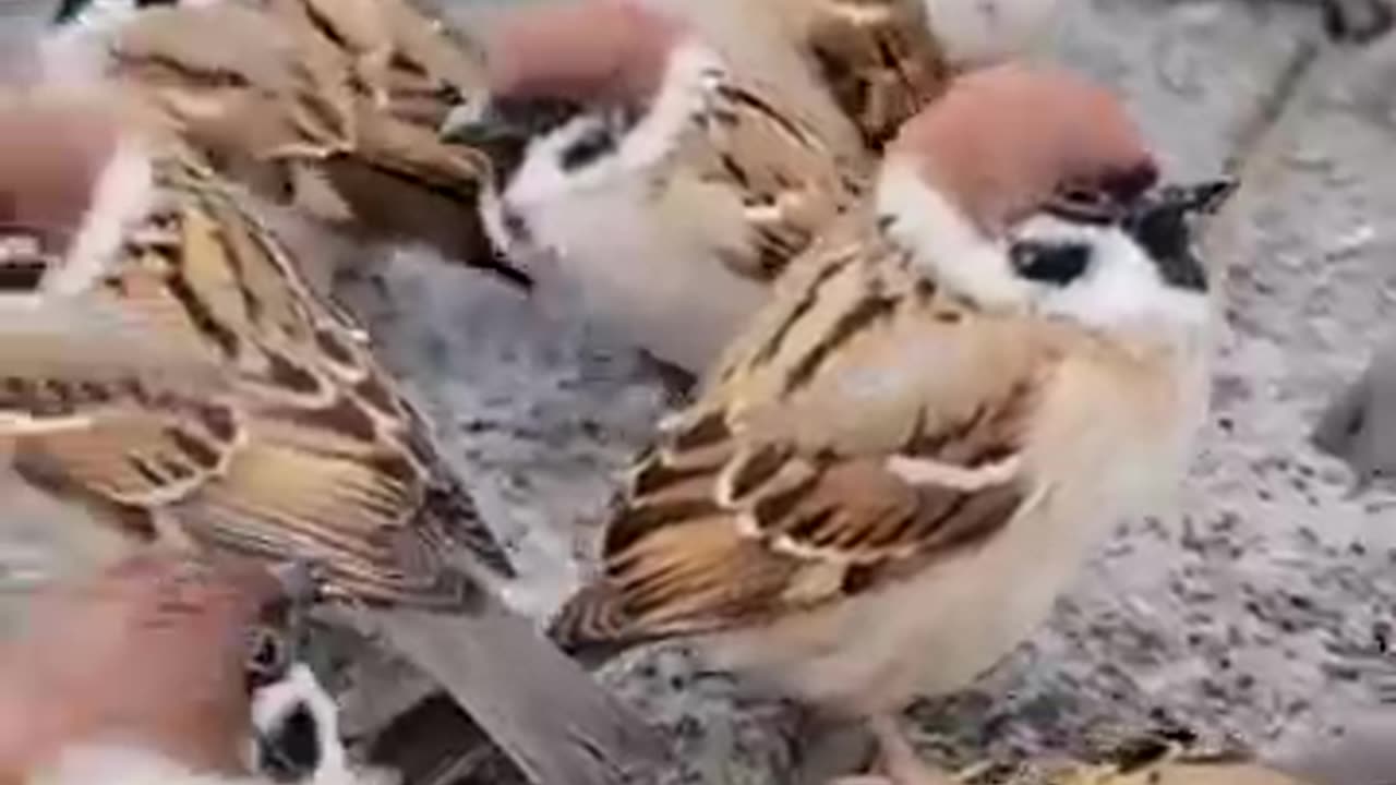 Beautiful Birds