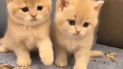 cute kitten,s 🙈🫣