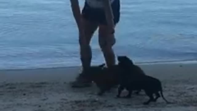 dogs on the beach before we go diving