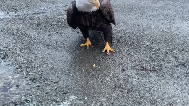 Close Encounter Feeding a Bald Eagle Hard Boiled Eggs