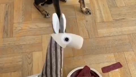 Funny& smart Dog