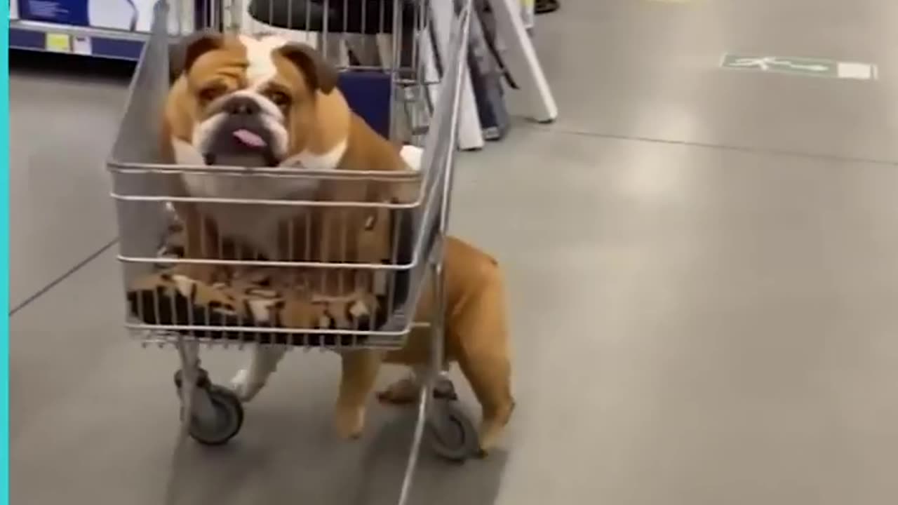 dog going shopping#dogshopping#pawfectshoppingday#shortvideo #shorts#