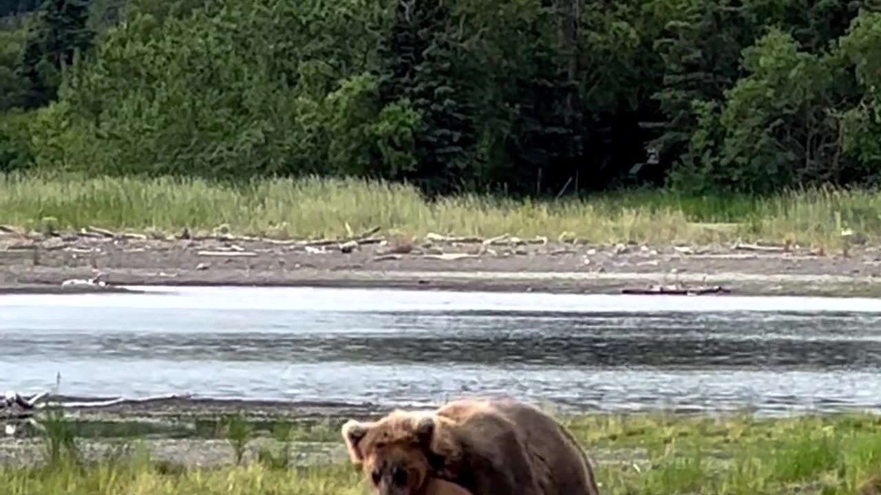 Bear mating