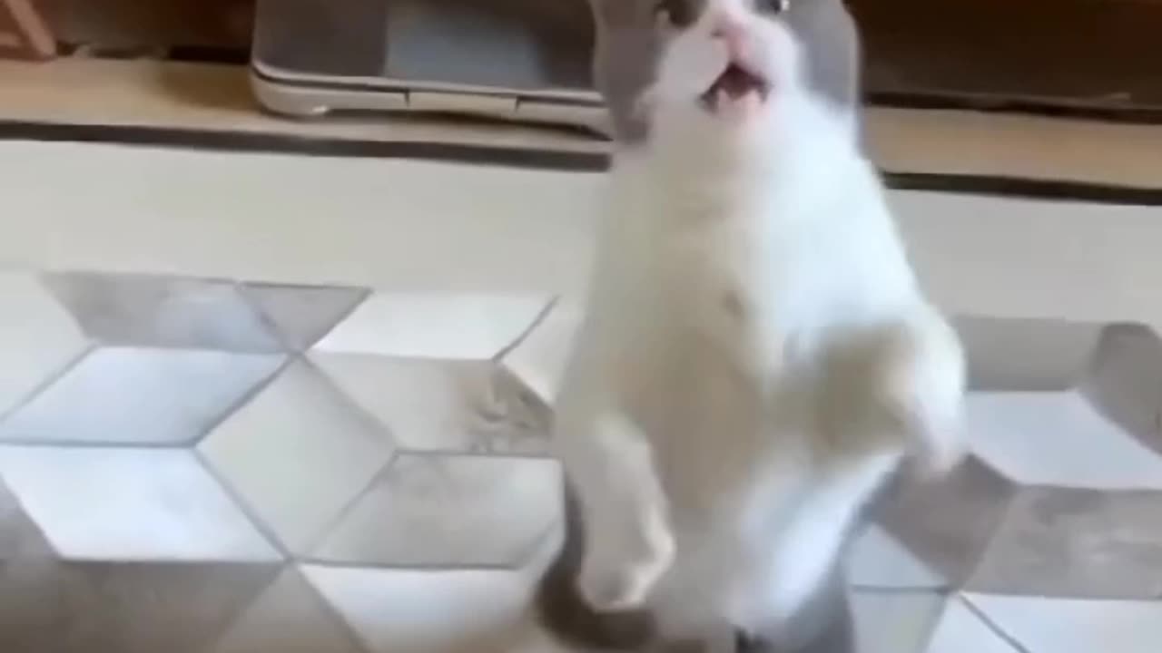 Funny cute kitten video