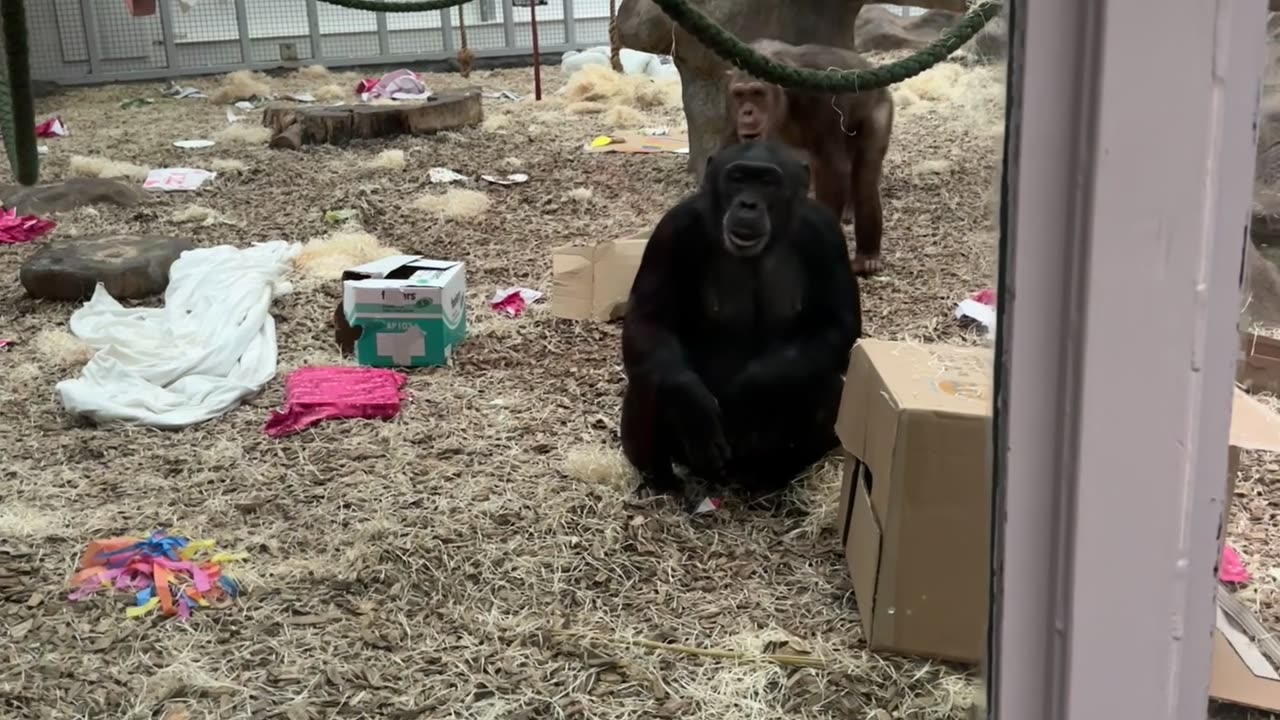 Chimps React to Man's Prosthetic Leg