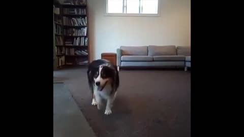 fun dogs