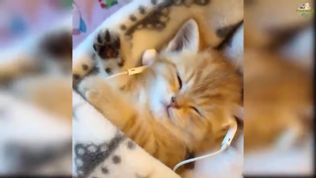CUTE AND FUNNY CAT MOMENTS