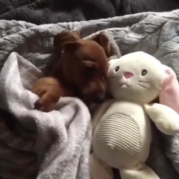 Blankie and plush toy good night